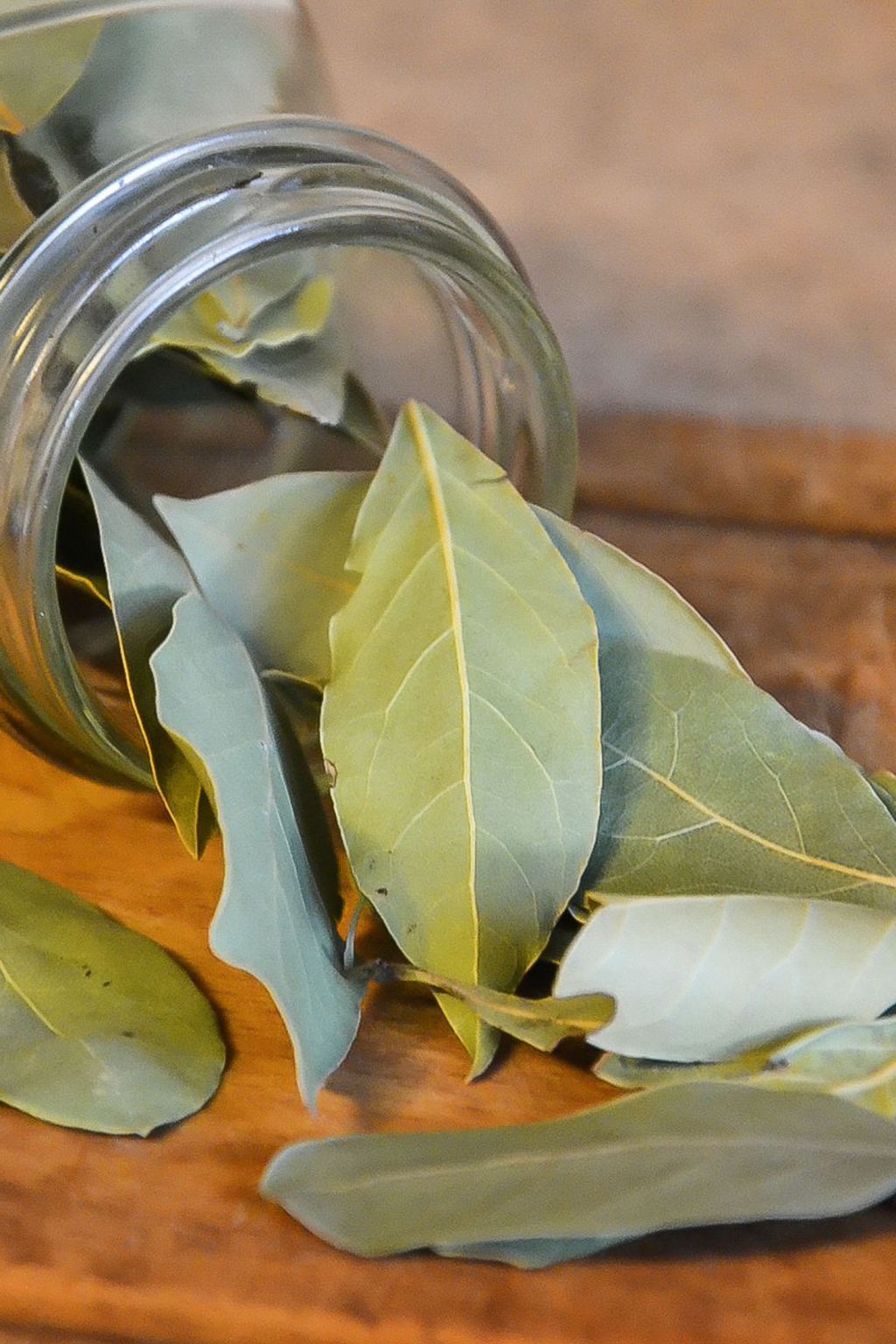 bay leaf