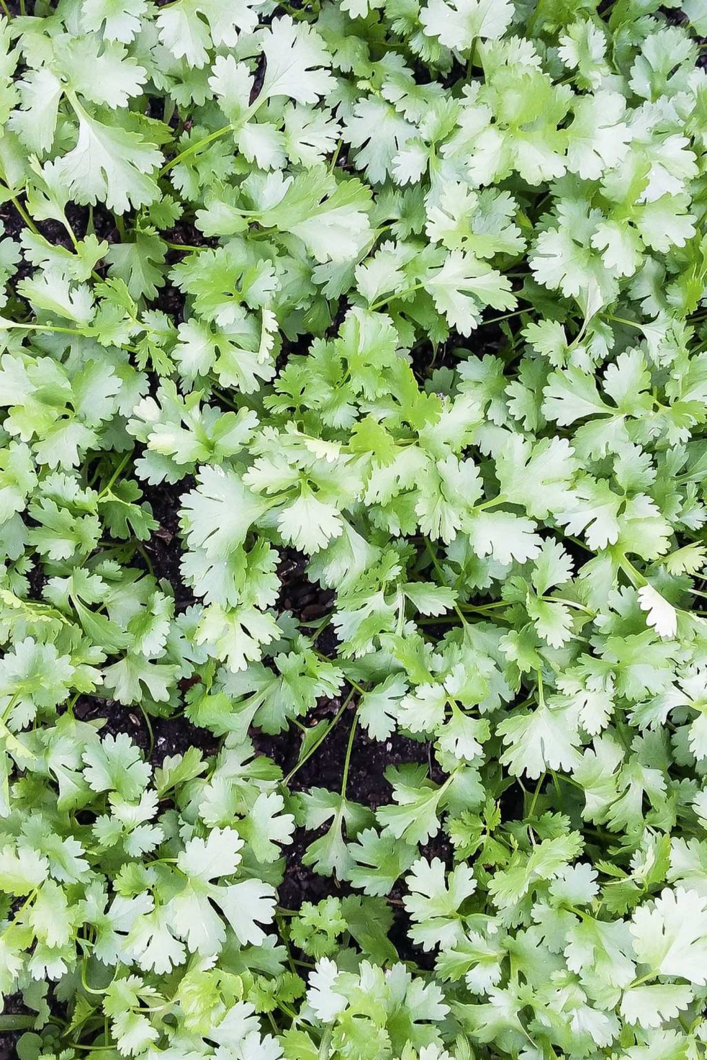 cilantro