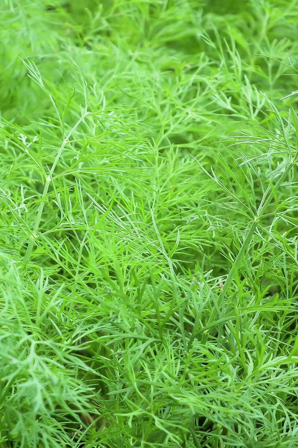 dill weed