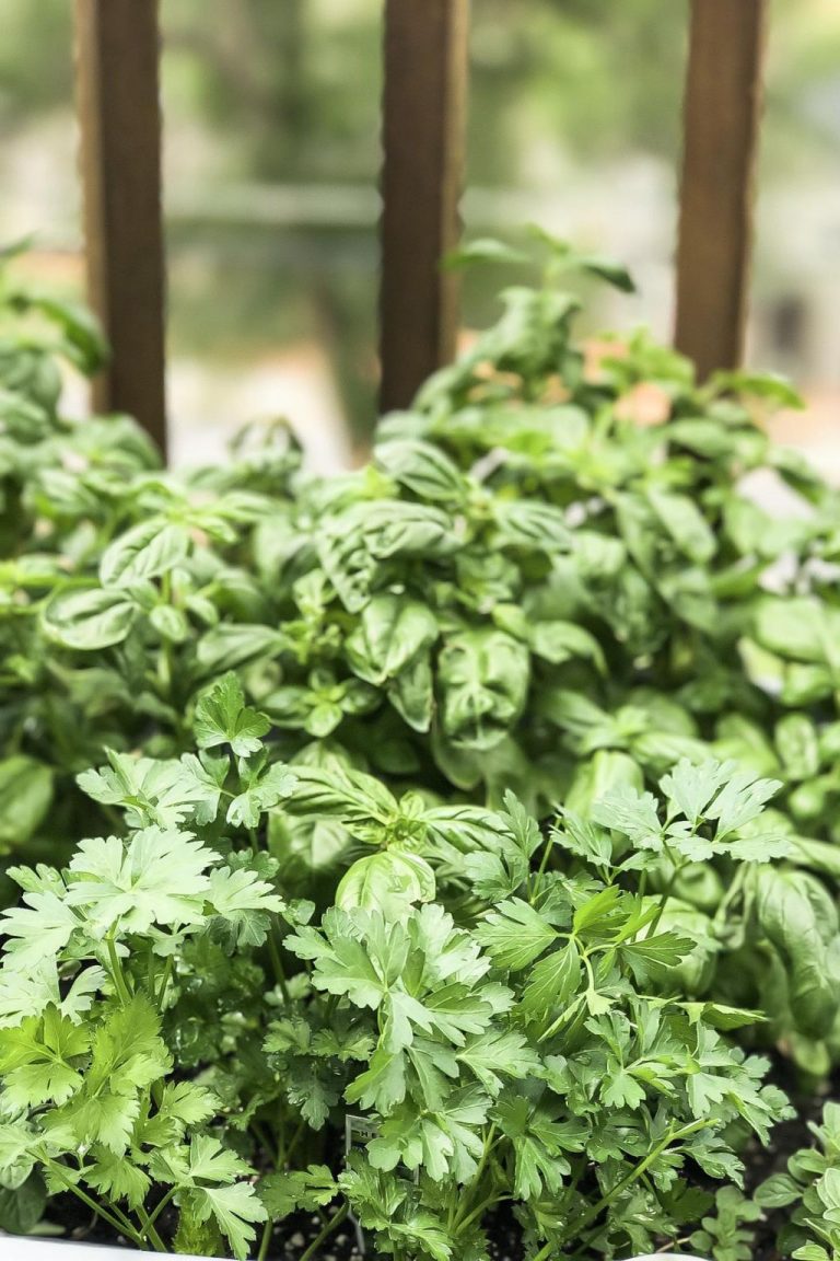 Herb Substitutes: From Basil to Thyme