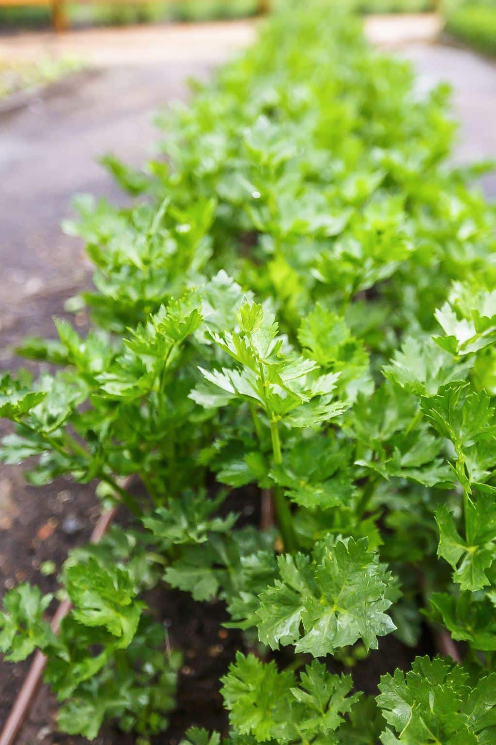 parsley