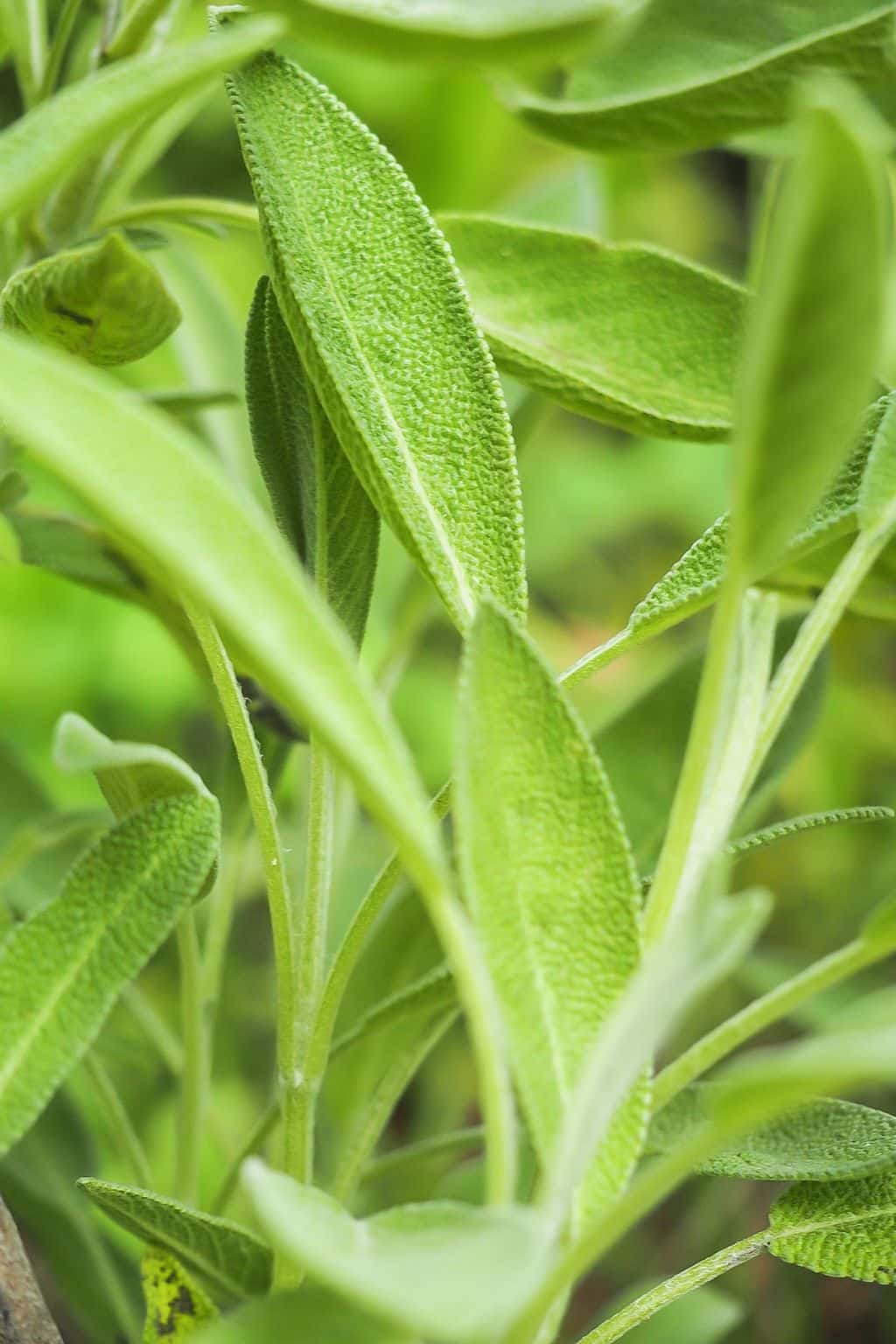 herb substitutes