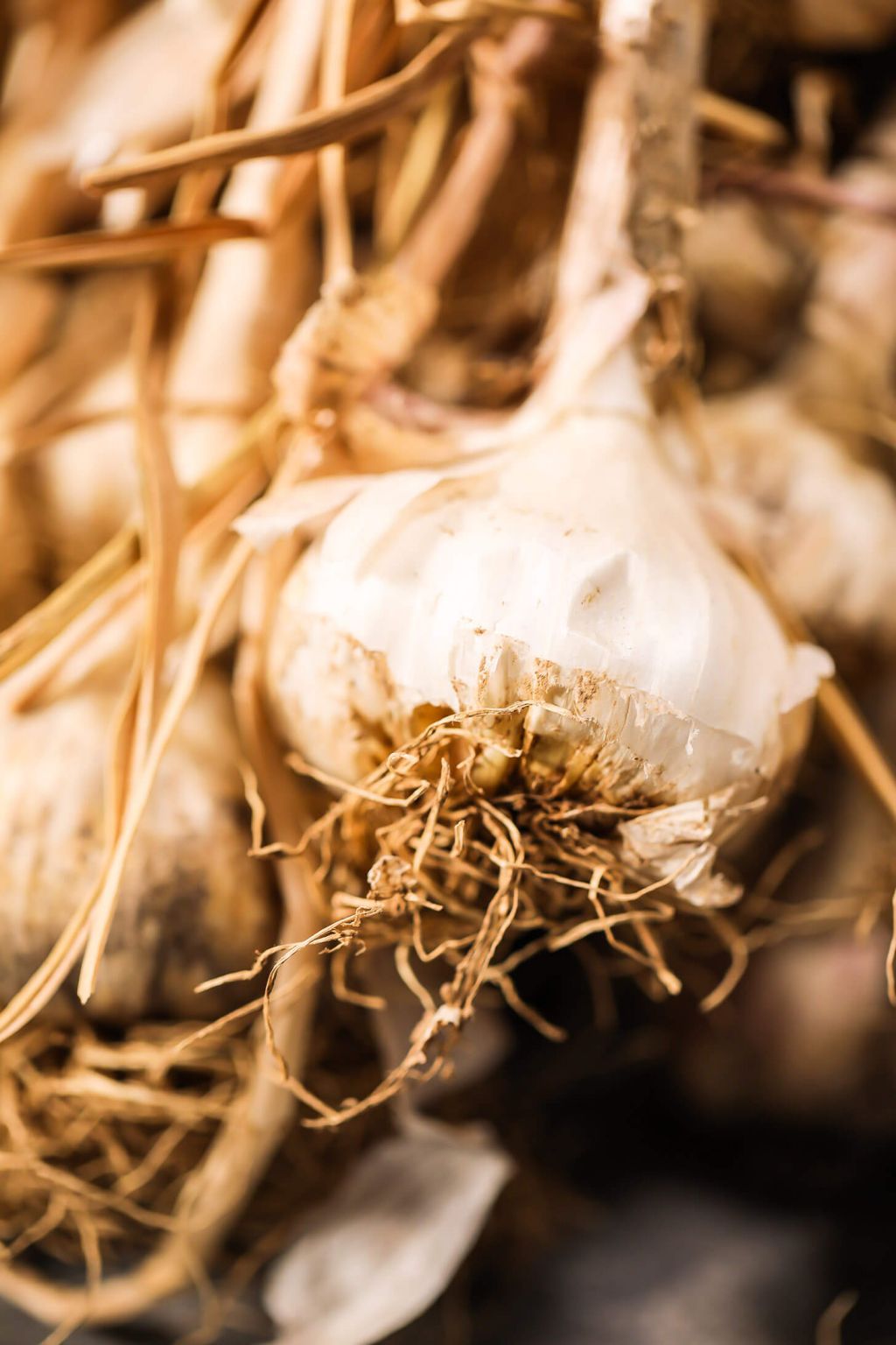 fermented garlic