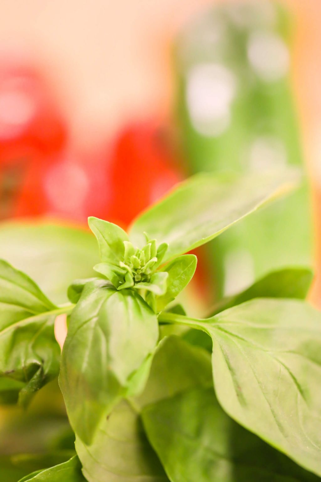 types of basil