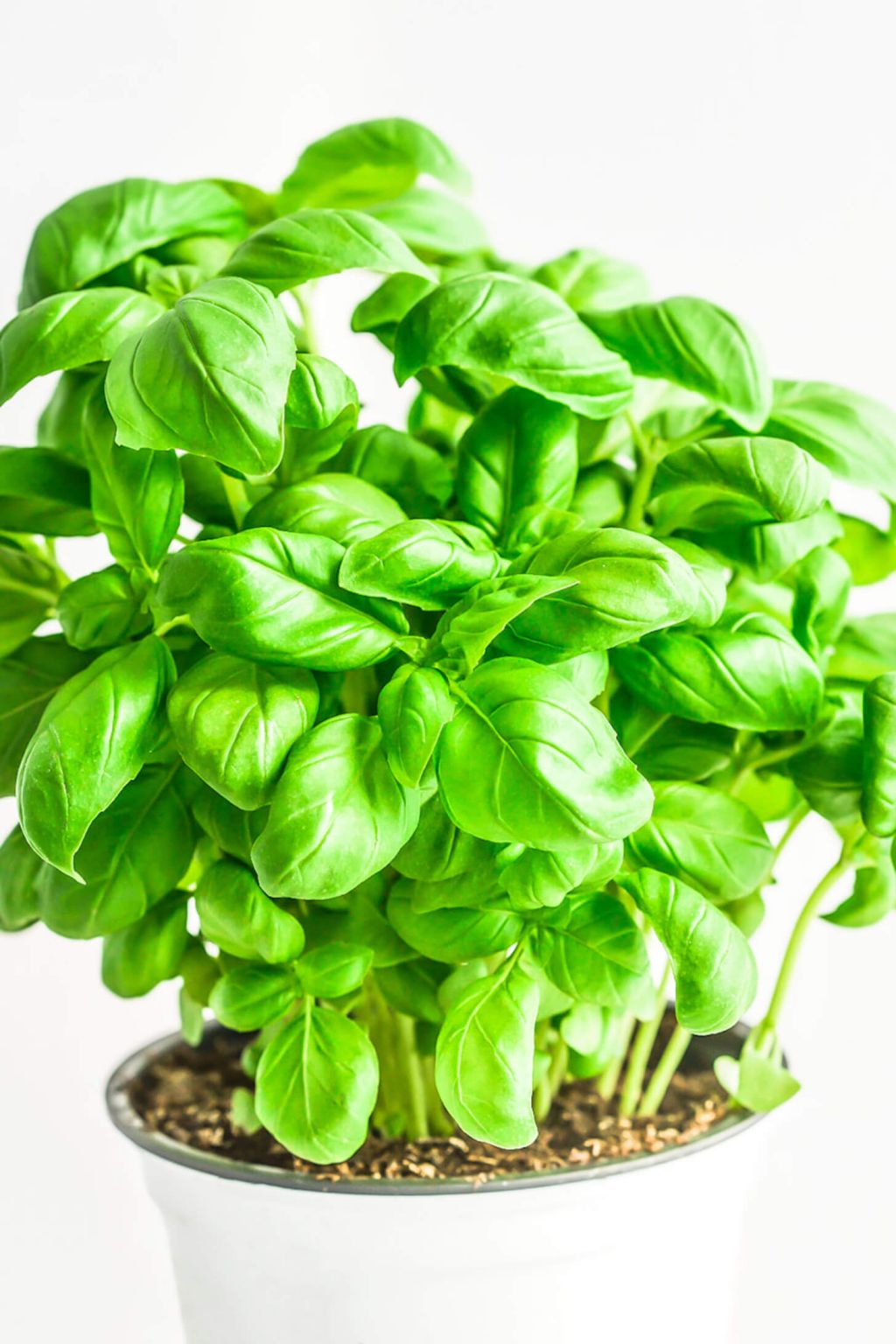 types of basil