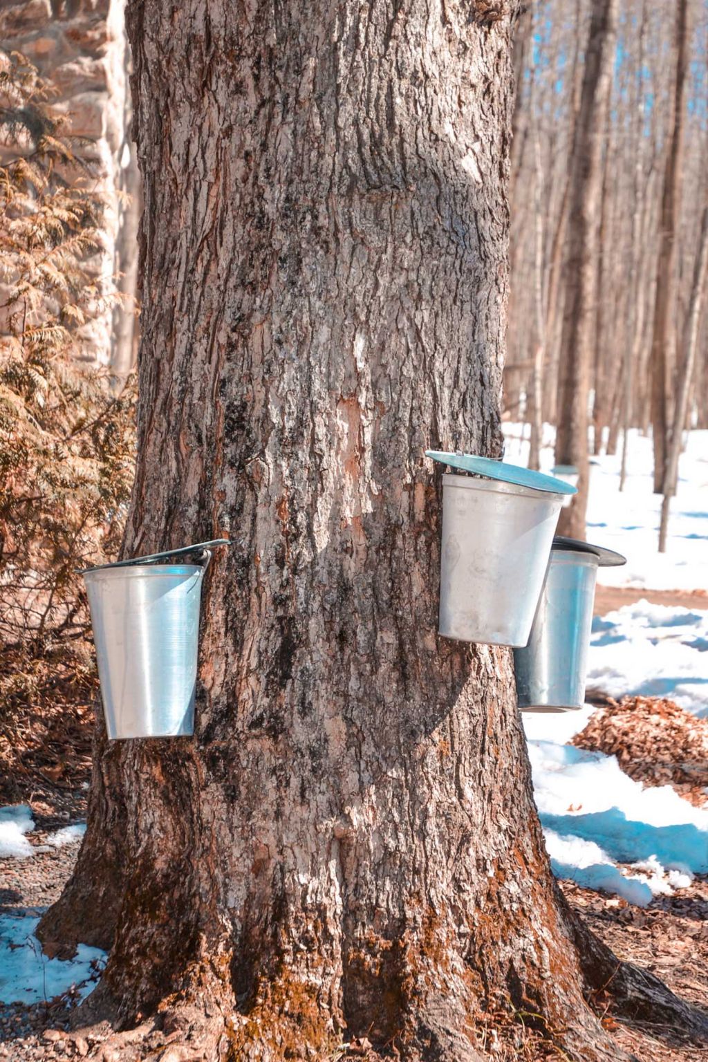 how is maple syrup made